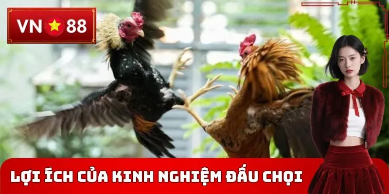 Lợi ích của kinh nghiệm đấu chọi