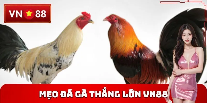 Mẹo đá gà thắng lớn VN88 dựa theo cửa cược
